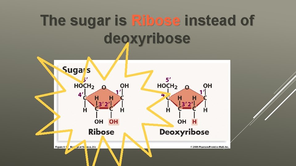 The sugar is Ribose instead of deoxyribose 
