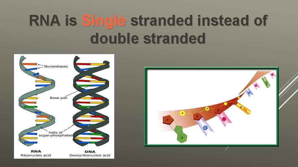 RNA is Single stranded instead of double stranded 