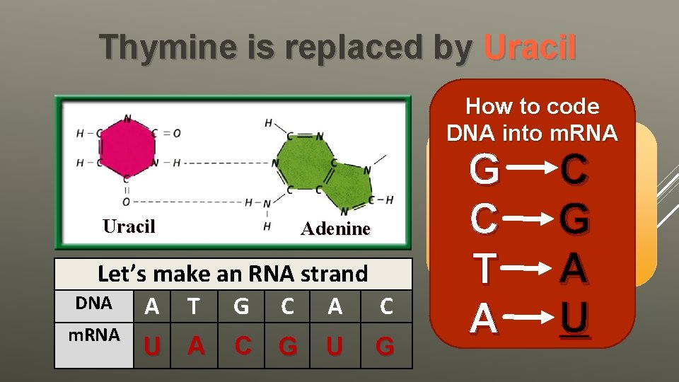 Thymine is replaced by Uracil How to code DNA into m. RNA In RNA