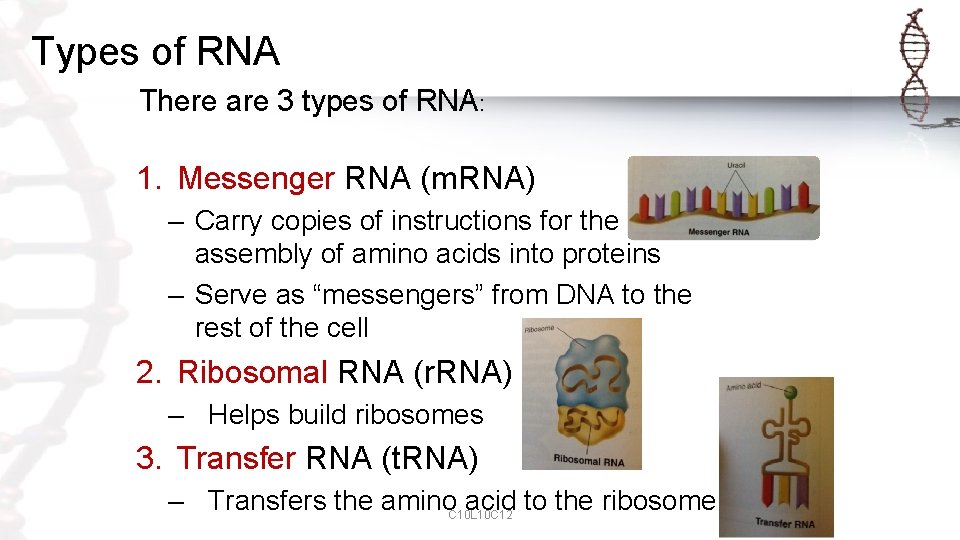 Types of RNA There are 3 types of RNA: 1. Messenger RNA (m. RNA)