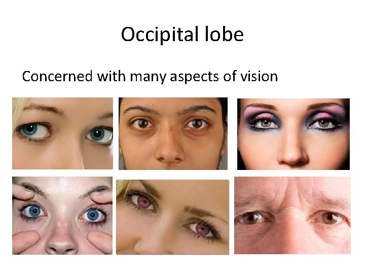 Occipital lobe Concerned with many aspects of vision 