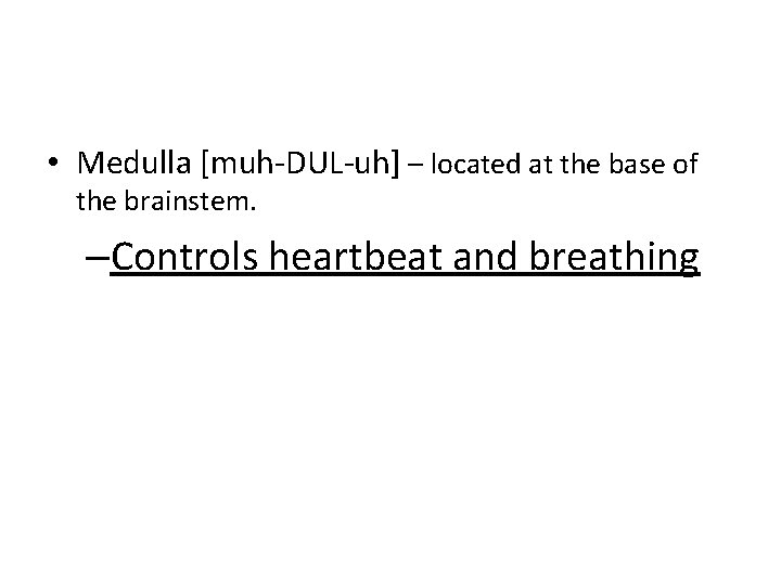  • Medulla [muh-DUL-uh] – located at the base of the brainstem. –Controls heartbeat