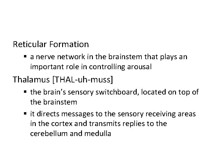 Reticular Formation § a nerve network in the brainstem that plays an important role