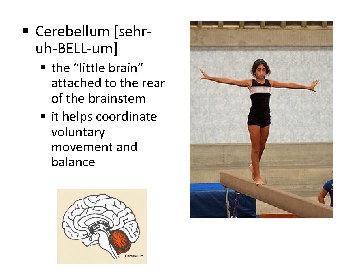 § Cerebellum [sehruh-BELL-um] § the “little brain” attached to the rear of the brainstem