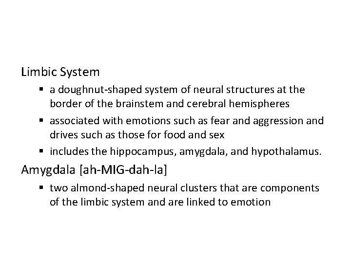 Limbic System § a doughnut-shaped system of neural structures at the border of the