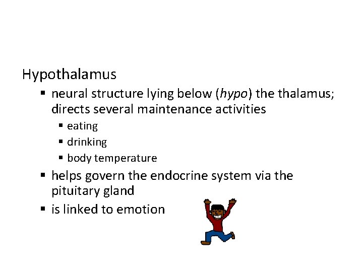 Hypothalamus § neural structure lying below (hypo) the thalamus; directs several maintenance activities §