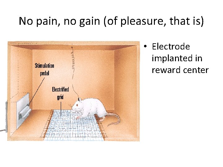 No pain, no gain (of pleasure, that is) • Electrode implanted in reward center