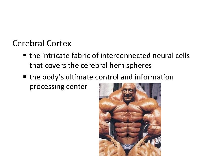 Cerebral Cortex § the intricate fabric of interconnected neural cells that covers the cerebral