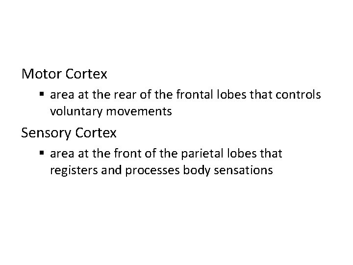 Motor Cortex § area at the rear of the frontal lobes that controls voluntary