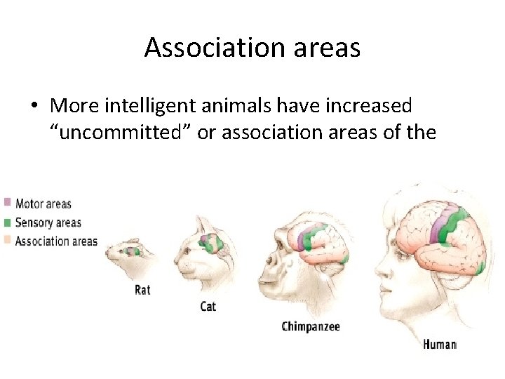 Association areas • More intelligent animals have increased “uncommitted” or association areas of the