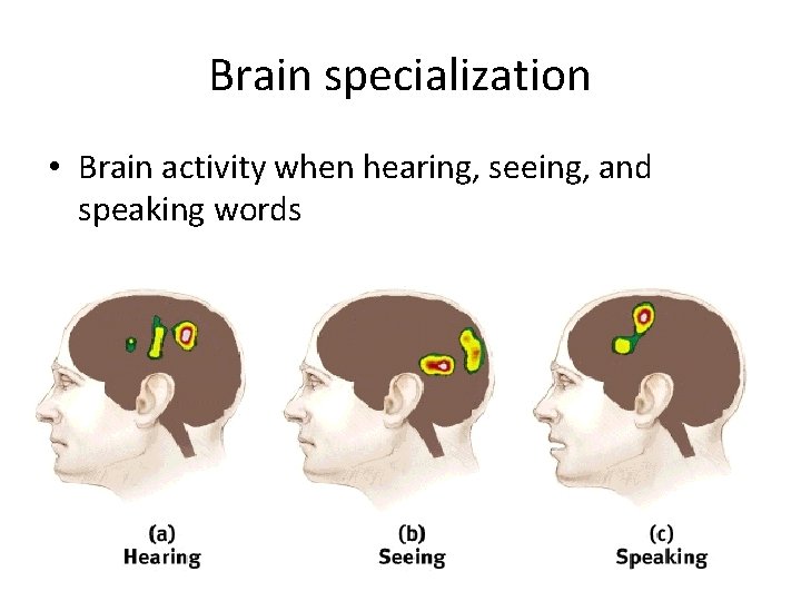 Brain specialization • Brain activity when hearing, seeing, and speaking words 