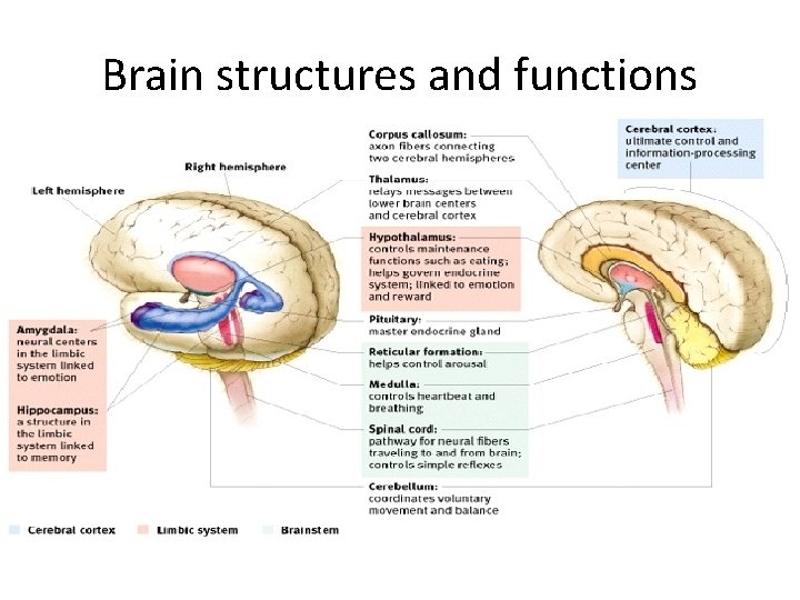 Brain structures and functions 