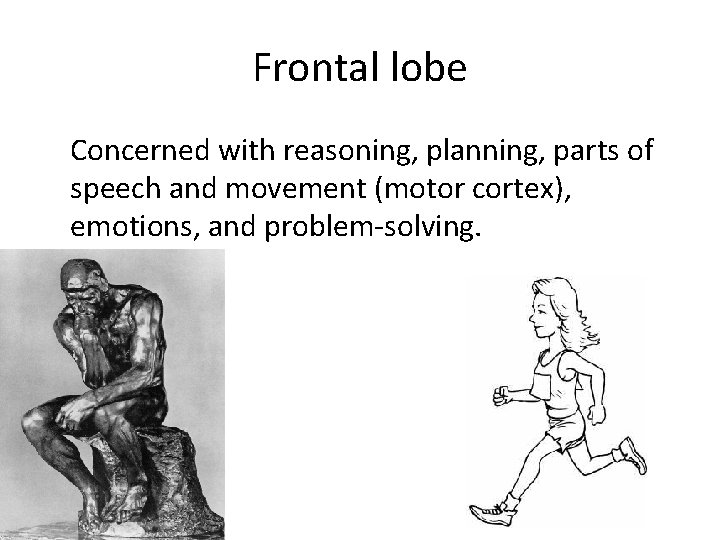 Frontal lobe Concerned with reasoning, planning, parts of speech and movement (motor cortex), emotions,