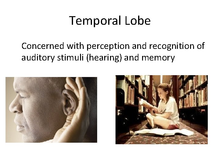 Temporal Lobe Concerned with perception and recognition of auditory stimuli (hearing) and memory 