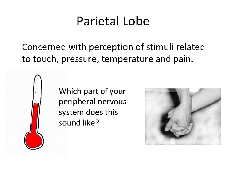 Parietal Lobe Concerned with perception of stimuli related to touch, pressure, temperature and pain.