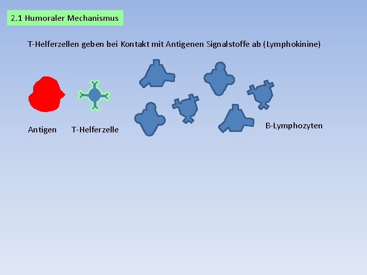 2. 1 Humoraler Mechanismus T-Helferzellen geben bei Kontakt mit Antigenen Signalstoffe ab (Lymphokinine) Antigen