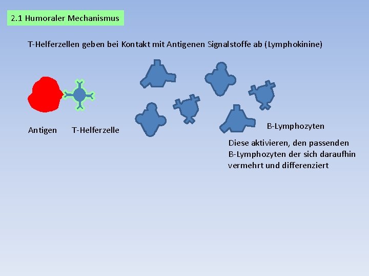 2. 1 Humoraler Mechanismus T-Helferzellen geben bei Kontakt mit Antigenen Signalstoffe ab (Lymphokinine) Antigen
