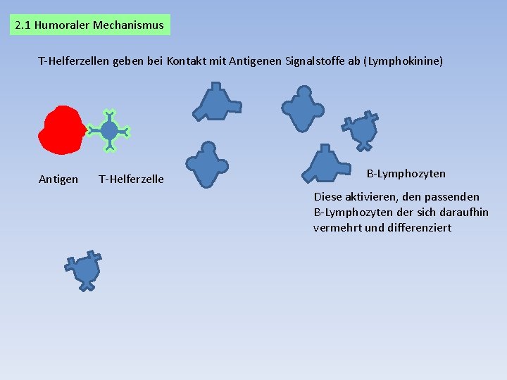 2. 1 Humoraler Mechanismus T-Helferzellen geben bei Kontakt mit Antigenen Signalstoffe ab (Lymphokinine) Antigen