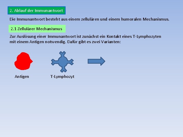 2. Ablauf der Immunantwort Die Immunantwort besteht aus einem zellulären und einem humoralen Mechanismus.