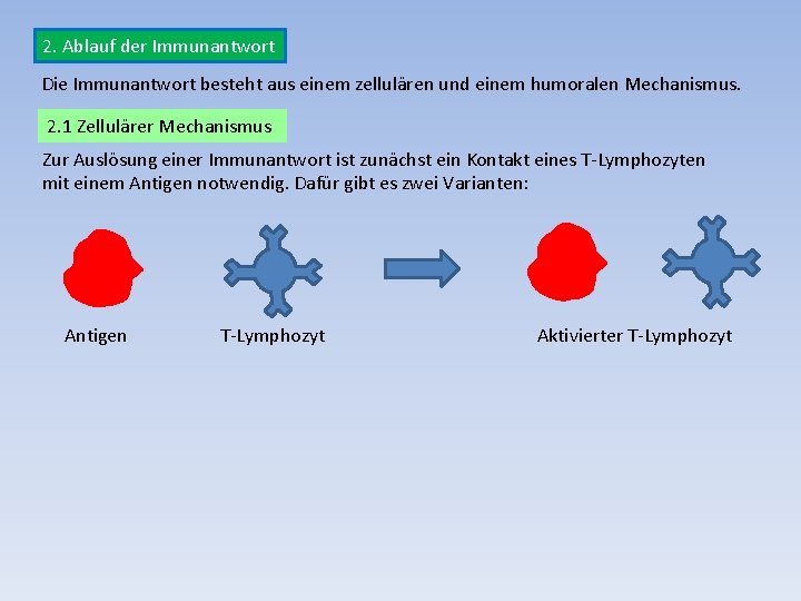 2. Ablauf der Immunantwort Die Immunantwort besteht aus einem zellulären und einem humoralen Mechanismus.