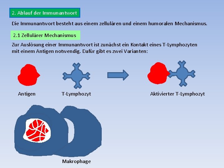 2. Ablauf der Immunantwort Die Immunantwort besteht aus einem zellulären und einem humoralen Mechanismus.