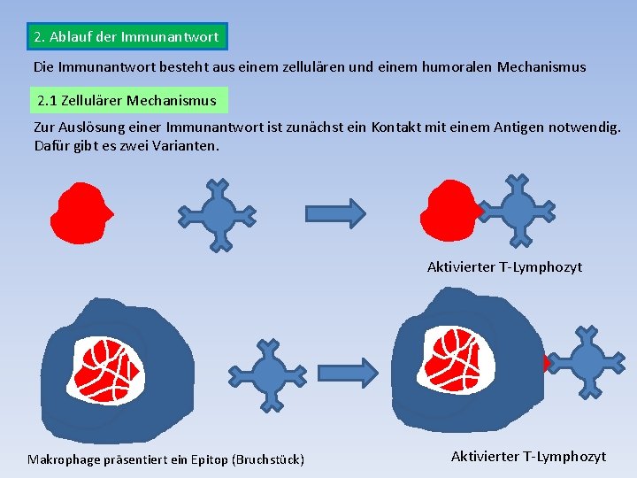 2. Ablauf der Immunantwort Die Immunantwort besteht aus einem zellulären und einem humoralen Mechanismus