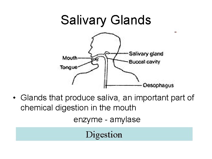 Digestive alimentary system Alimentary canal tubular passage for