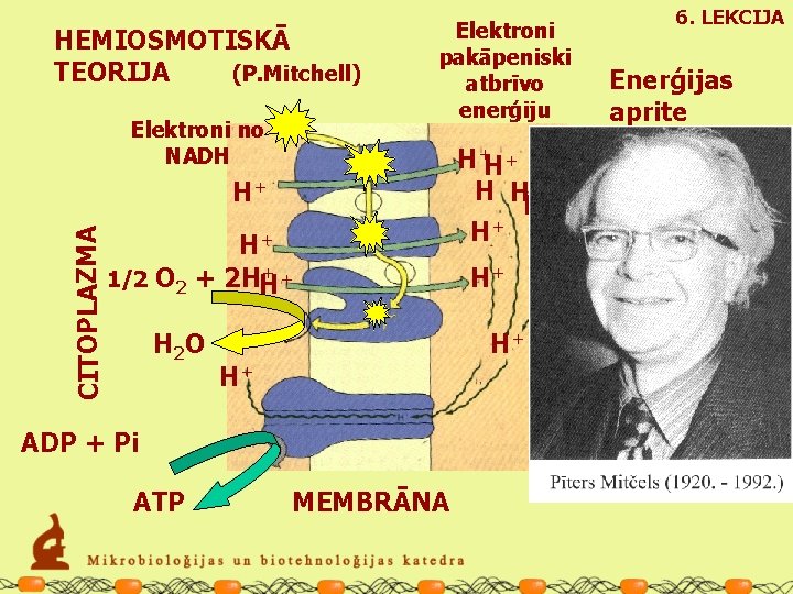 Elektroni no NADH CITOPLAZMA H+ H+ ++ 1/2 O 2 + 2 HH H