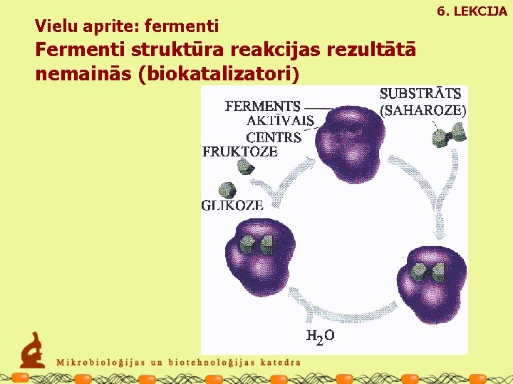 Vielu aprite: fermenti Fermenti struktūra reakcijas rezultātā nemainās (biokatalizatori) 6. LEKCIJA 