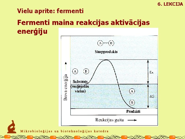 6. LEKCIJA Vielu aprite: fermenti Fermenti maina reakcijas aktivācijas enerģiju 