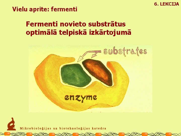 Vielu aprite: fermenti Fermenti novieto substrātus optimālā telpiskā izkārtojumā 6. LEKCIJA 