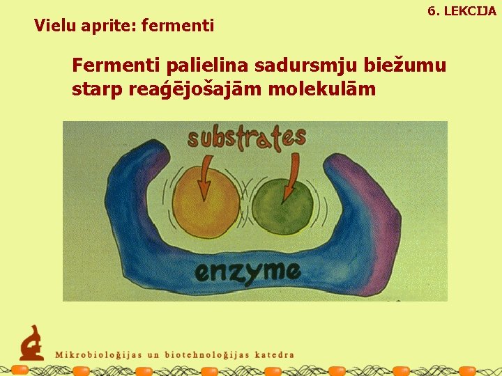 Vielu aprite: fermenti 6. LEKCIJA Fermenti palielina sadursmju biežumu starp reaģējošajām molekulām 