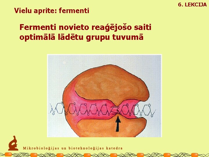 Vielu aprite: fermenti Fermenti novieto reaģējošo saiti optimālā lādētu grupu tuvumā 6. LEKCIJA 