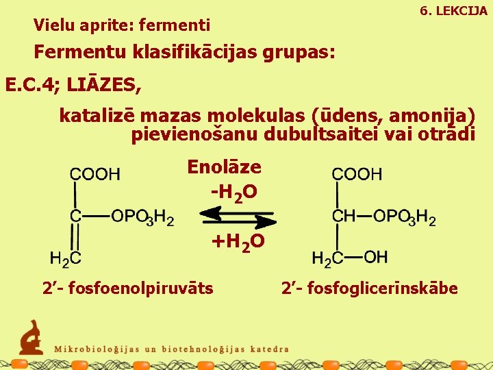 6. LEKCIJA Vielu aprite: fermenti Fermentu klasifikācijas grupas: E. C. 4; LIĀZES, katalizē mazas
