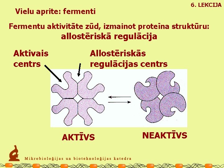 6. LEKCIJA Vielu aprite: fermenti Fermentu aktivitāte zūd, izmainot proteīna struktūru: allostēriskā regulācija Aktivais