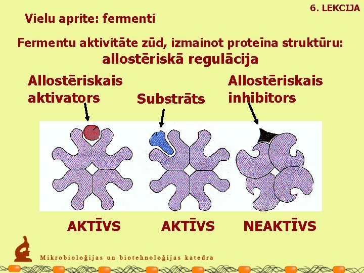 6. LEKCIJA Vielu aprite: fermenti Fermentu aktivitāte zūd, izmainot proteīna struktūru: allostēriskā regulācija Allostēriskais