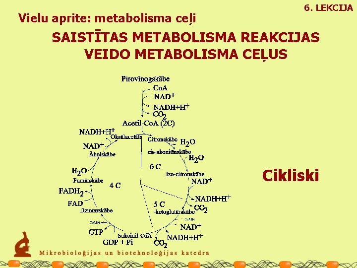 Vielu aprite: metabolisma ceļi 6. LEKCIJA SAISTĪTAS METABOLISMA REAKCIJAS VEIDO METABOLISMA CEĻUS Cikliski 