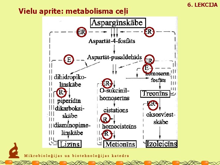 Vielu aprite: metabolisma ceļi 6. LEKCIJA 