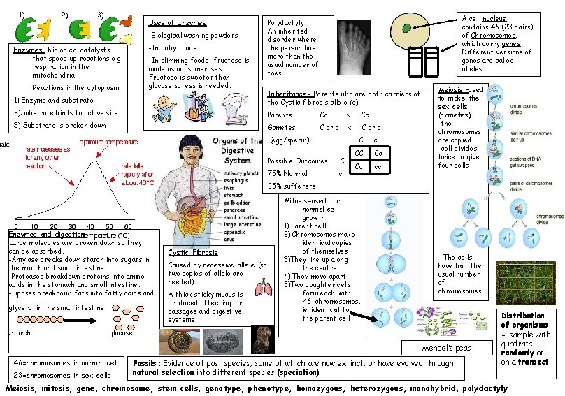 1) 2) 3) Uses of Enzymes -Biological washing powders -In baby foods Enzymes –biological