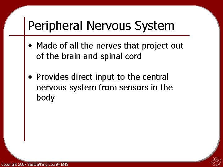 Peripheral Nervous System • Made of all the nerves that project out of the