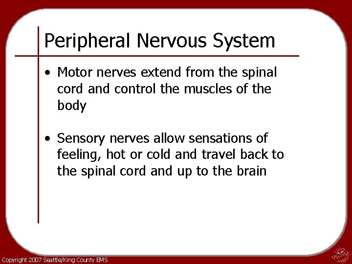 Peripheral Nervous System • Motor nerves extend from the spinal cord and control the