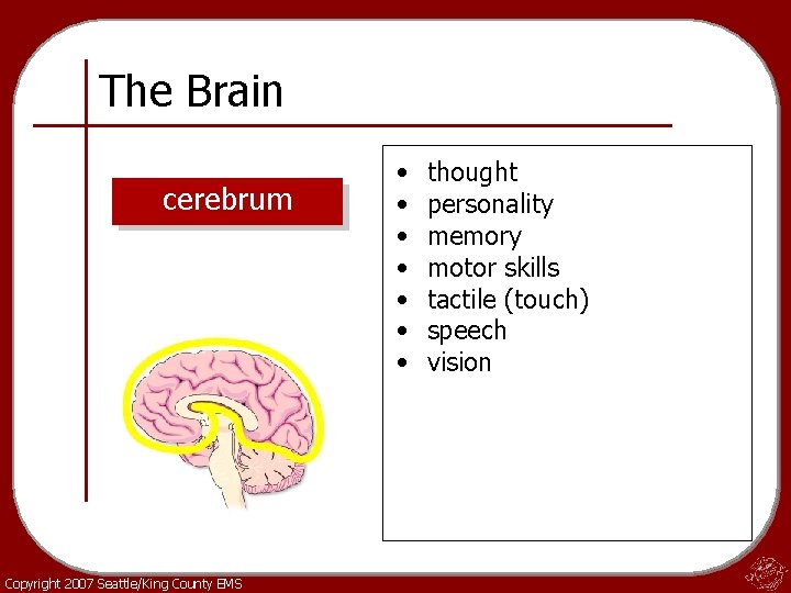 The Brain cerebrum Copyright 2007 Seattle/King County EMS • • thought personality memory motor