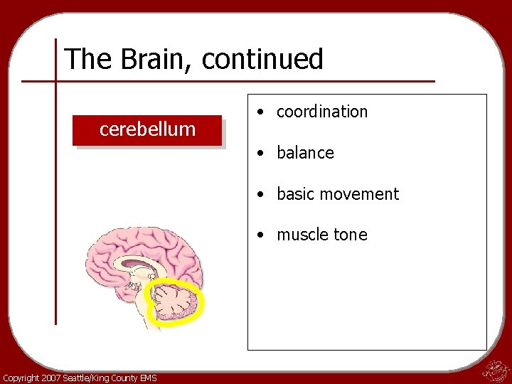 The Brain, continued cerebellum • coordination • balance • basic movement • muscle tone