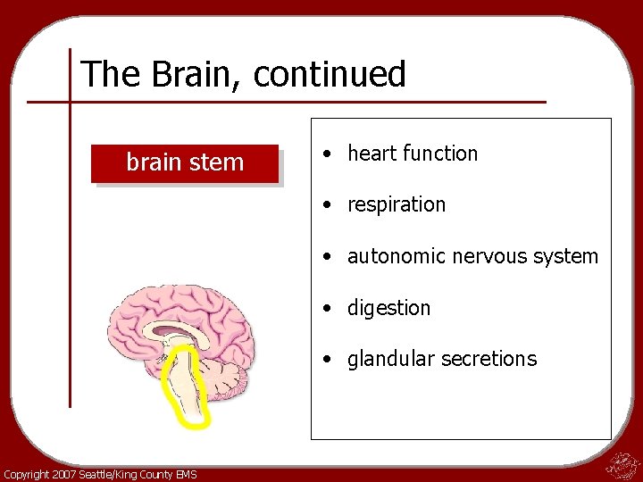 The Brain, continued brain stem • heart function • respiration • autonomic nervous system