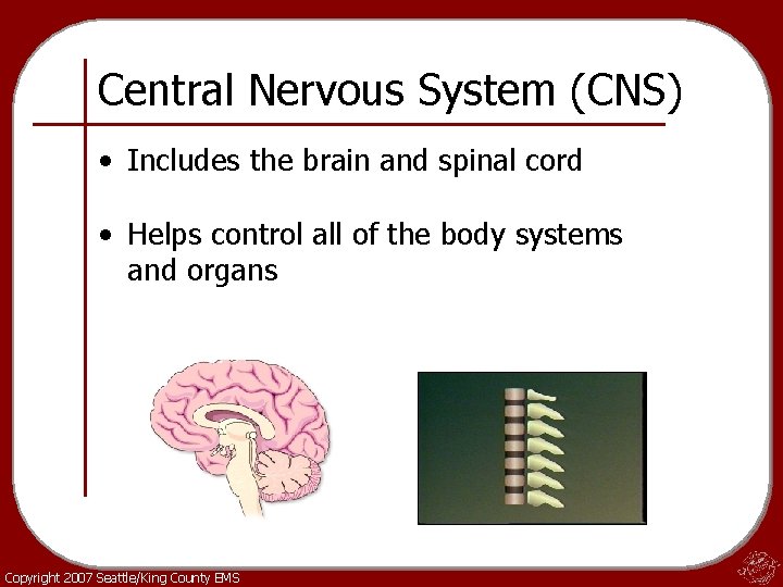 Central Nervous System (CNS) • Includes the brain and spinal cord • Helps control