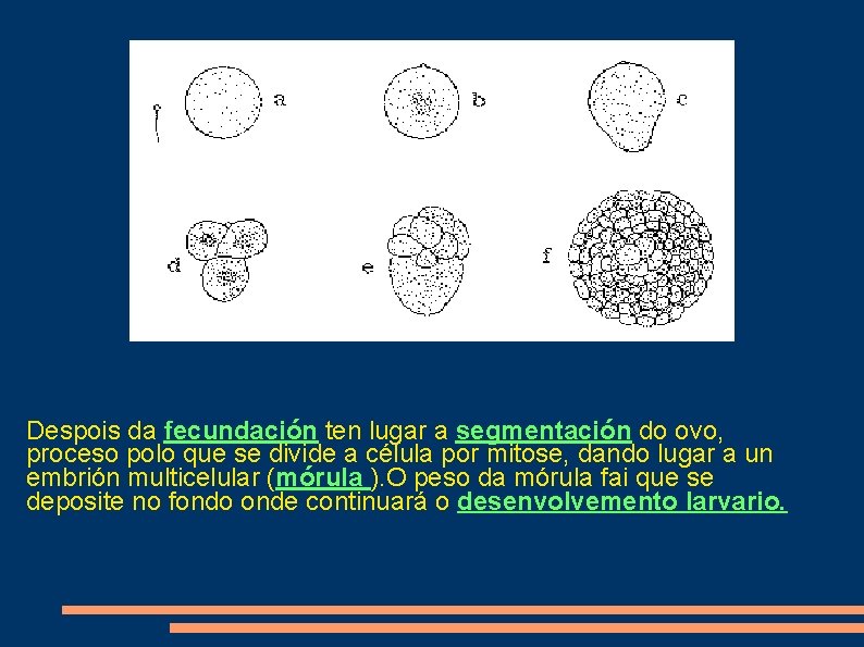 Despois da fecundación ten lugar a segmentación do ovo, proceso polo que se divide