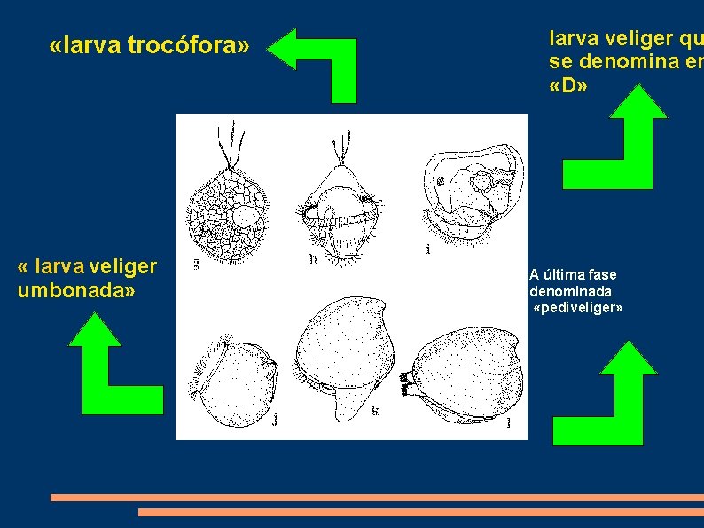  «larva trocófora» « larva veliger umbonada» larva veliger qu se denomina en «D»