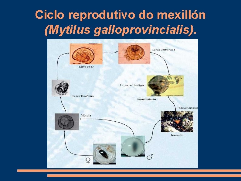 Ciclo reprodutivo do mexillón (Mytilus galloprovincialis). 