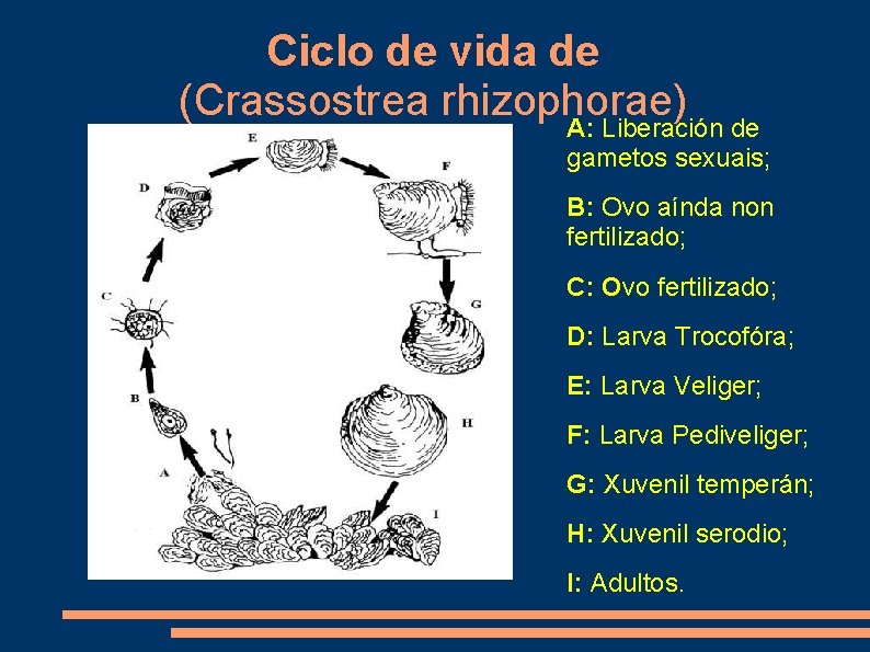 Ciclo de vida de (Crassostrea rhizophorae) A: Liberación de gametos sexuais; B: Ovo aínda