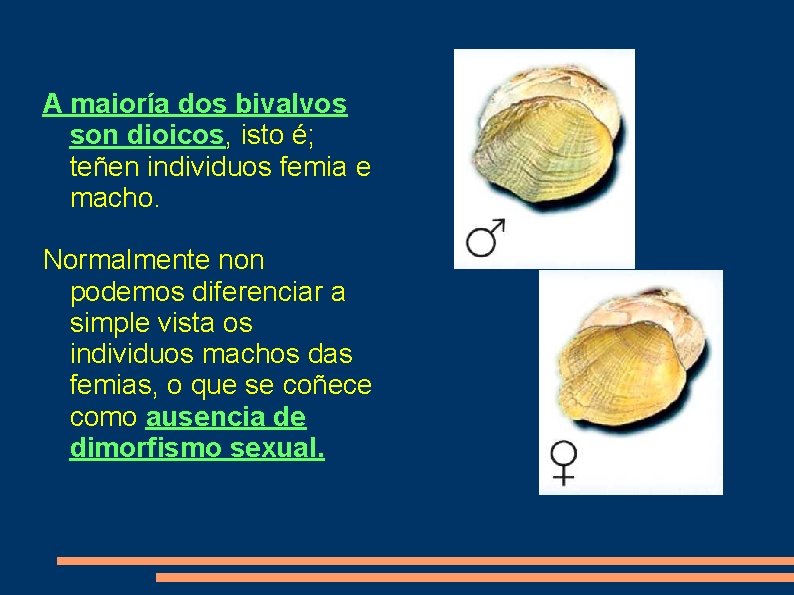 A maioría dos bivalvos son dioicos, isto é; teñen individuos femia e macho. Normalmente